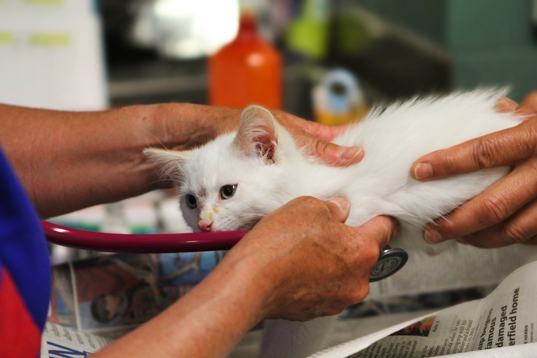 A cat receiving a vaccination as part of the adoption process near Tulare