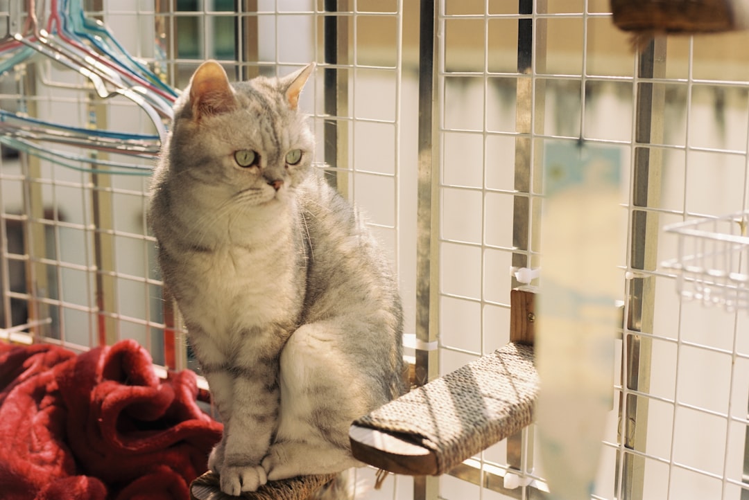 Cats in an indoor cattery at a Tulare County animal shelter