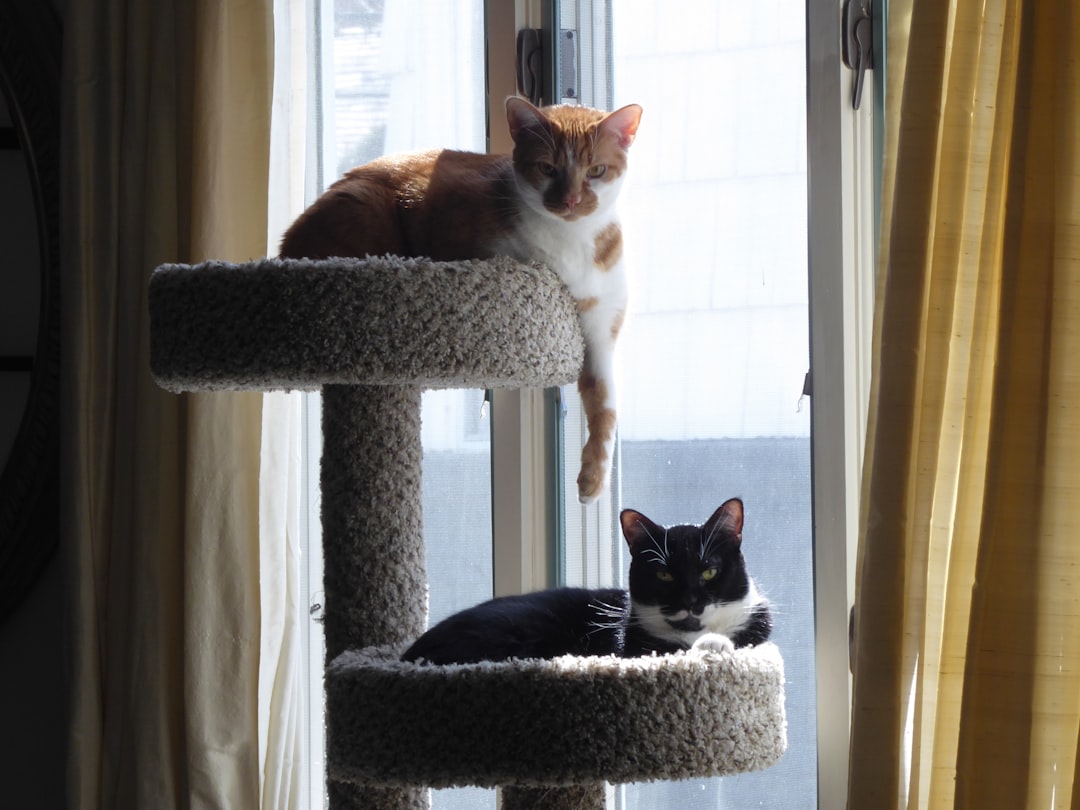 The Tulare County cattery serving Dinuba adopters
