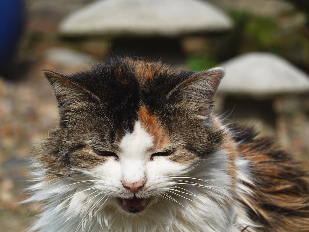 A cat showing signs of upper respiratory infection at a colony