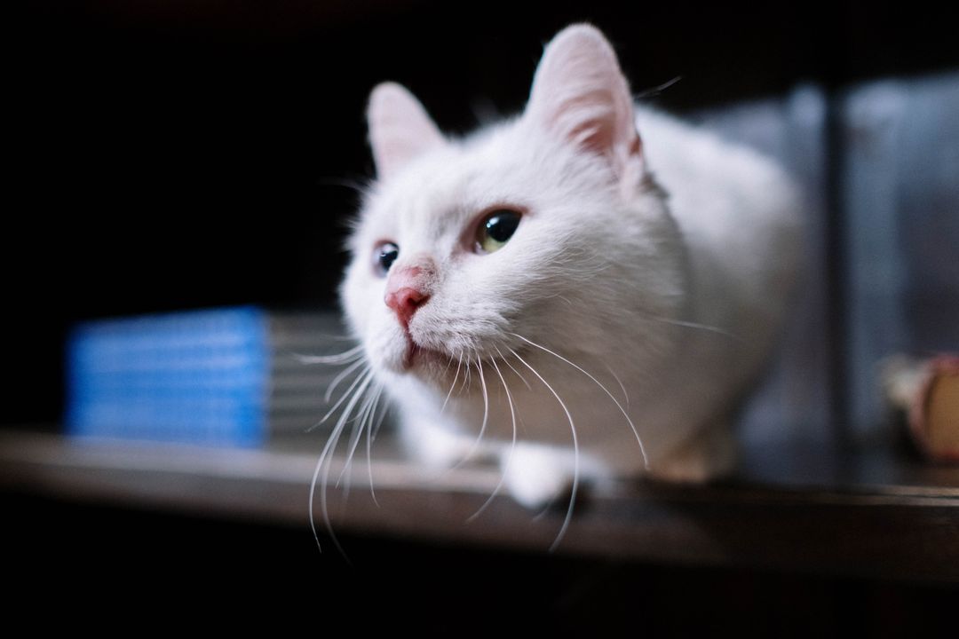 Vertical space gives cats a way to avoid each other