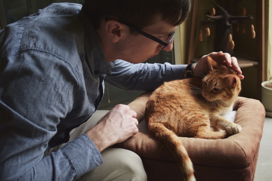 Night vocalising in older cats warrants a veterinary check