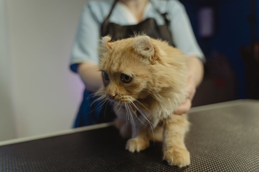 A vet examining a cat presented for vomiting