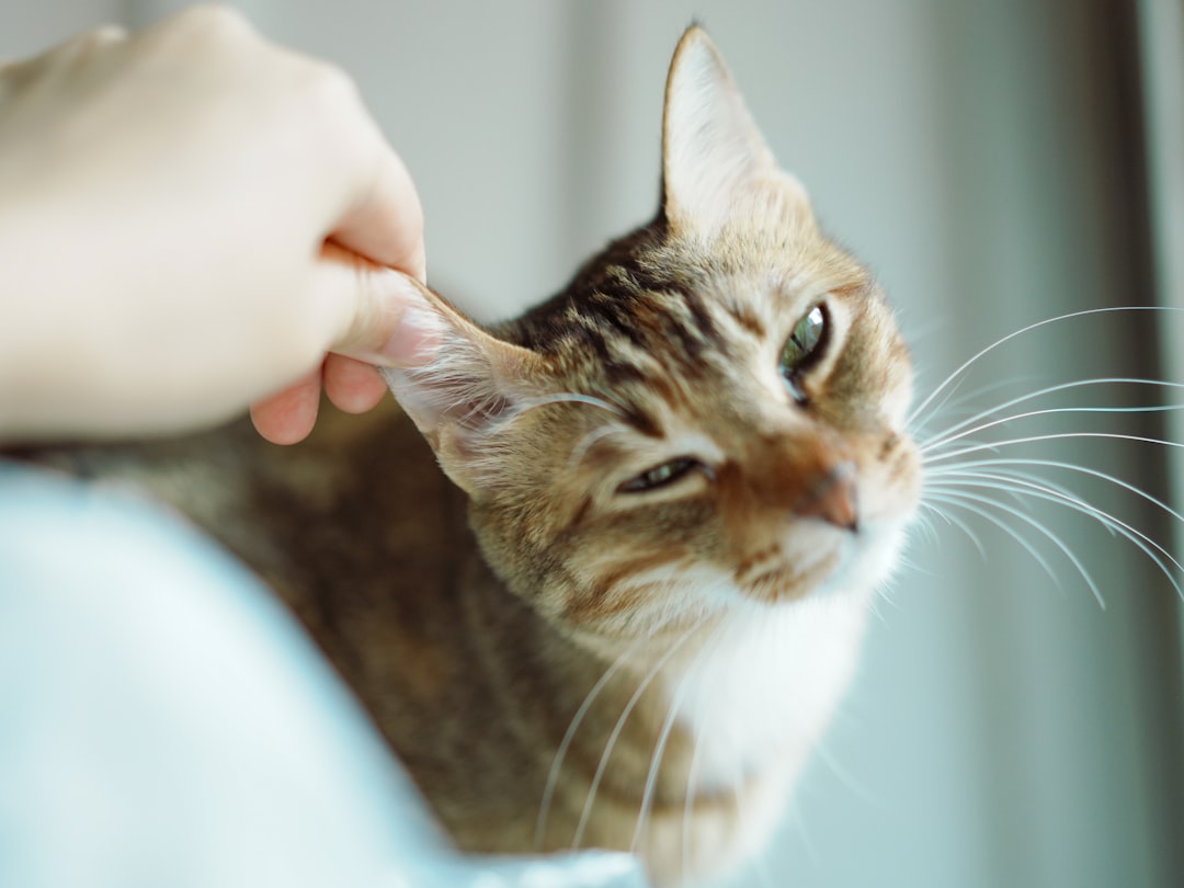 A vet palpating the neck to check for an enlarged thyroid gland