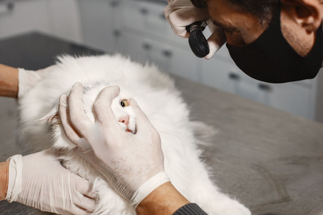 A vet examining a cat for joint pain