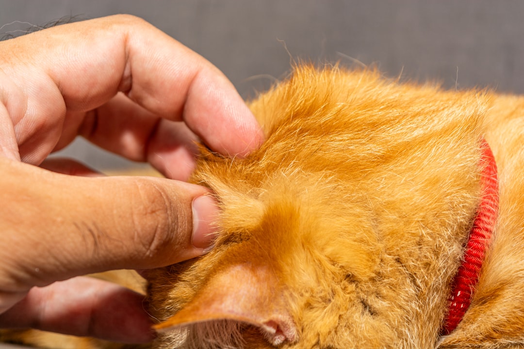 Skin examination and sampling to identify the cause