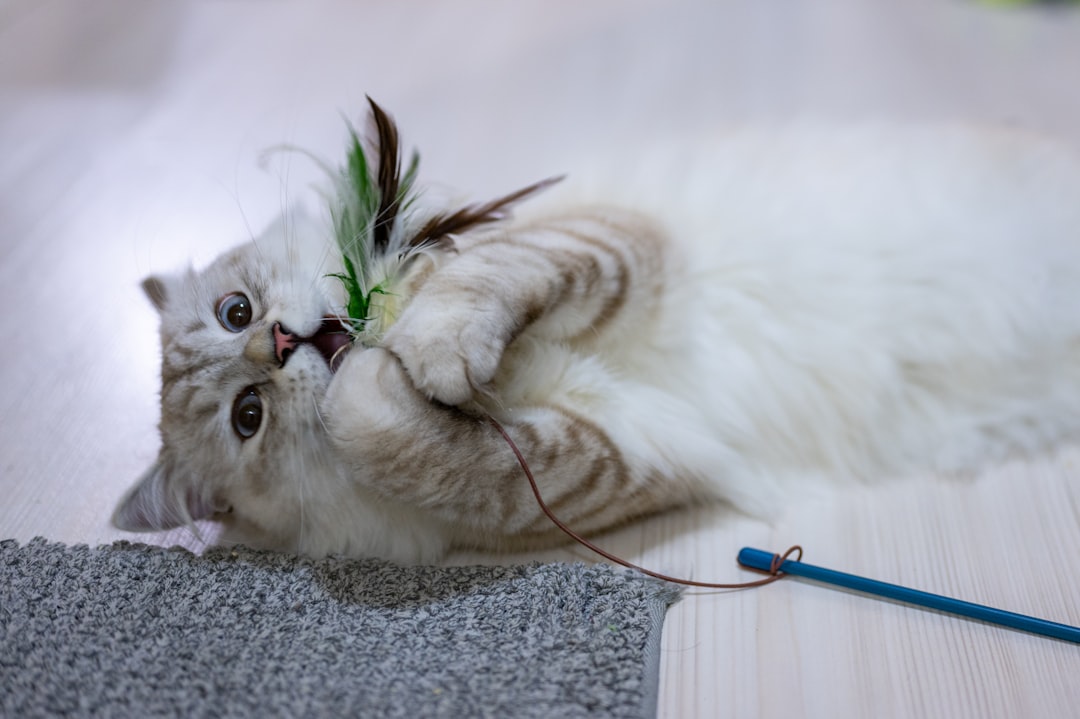 A wand toy used to get a cat alert and engaged for photographs