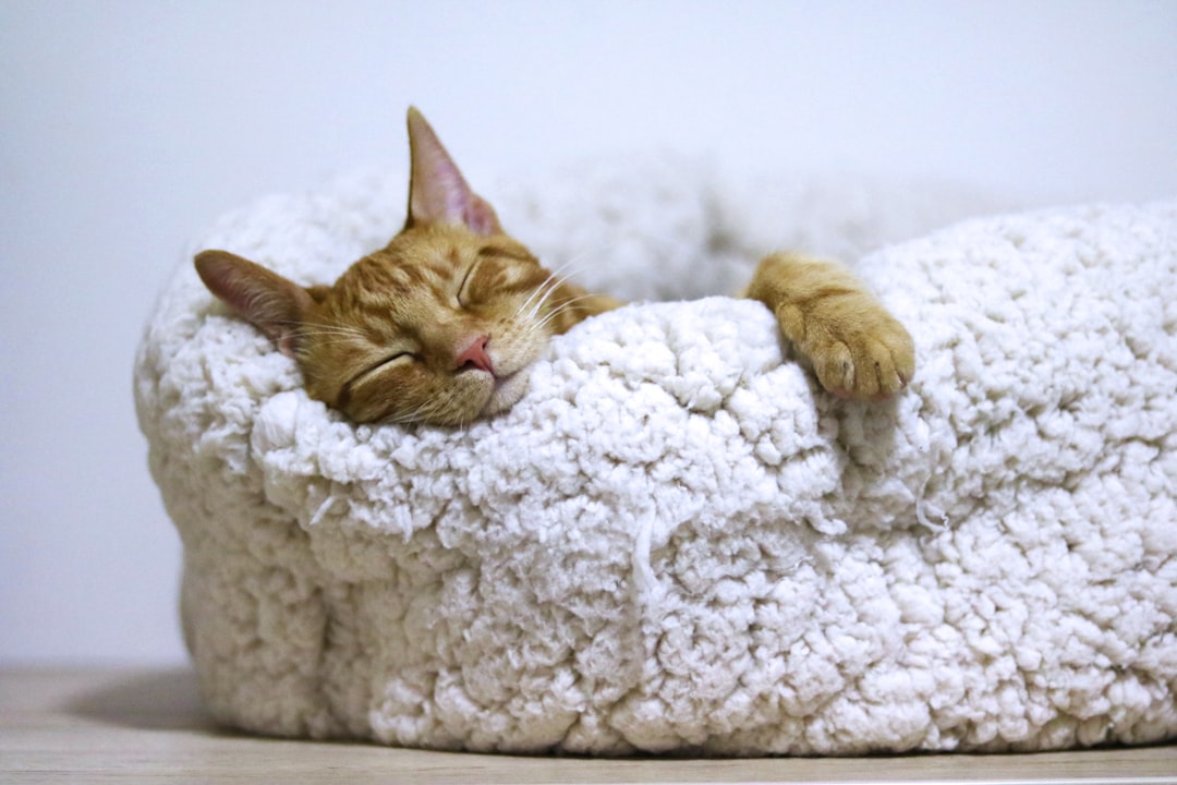 A warm, easily accessible bed helps an arthritic cat rest well