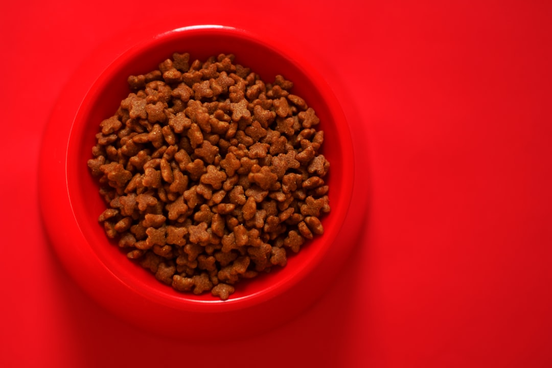 Warming food helps a congested cat that cannot smell its meal