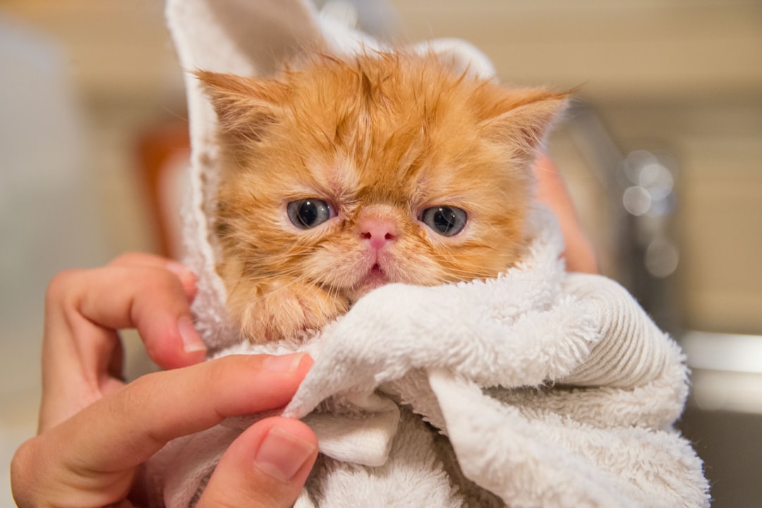 Warming a cold kitten in a towel before attempting to feed it