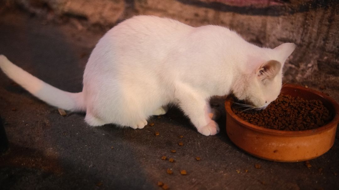 Warming wet food releases aroma and can restart a stalled appetite