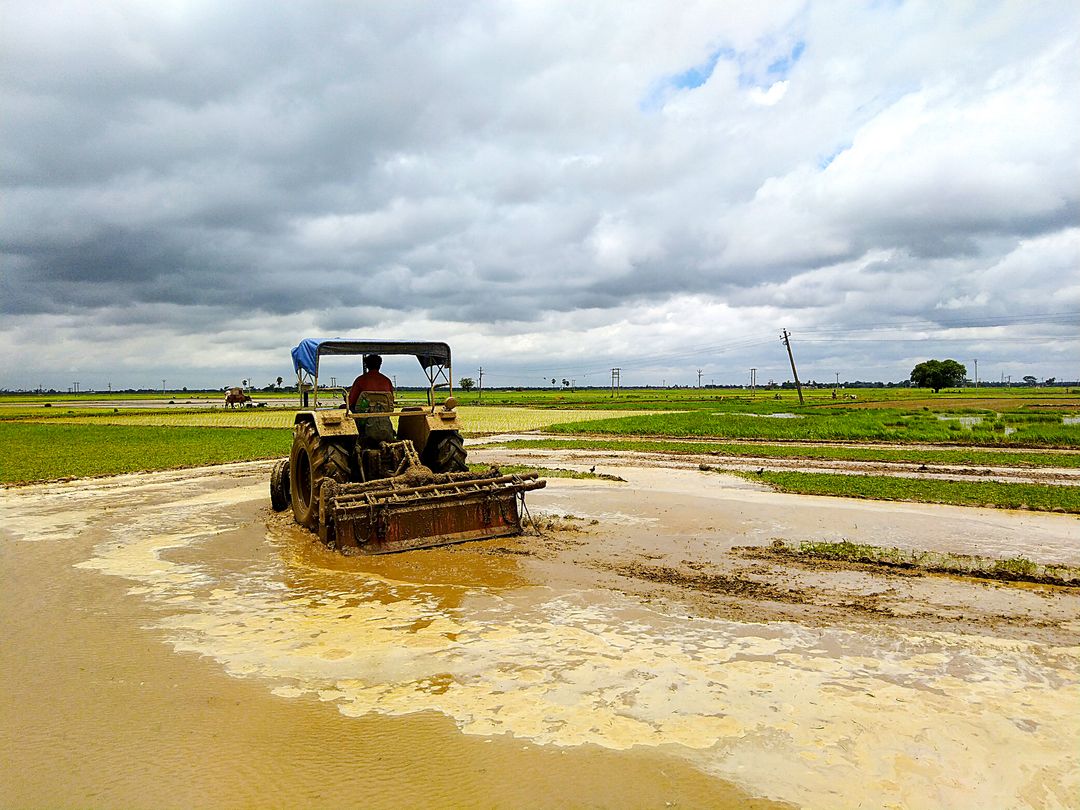 Waterlogged ground after flooding changes a colony site