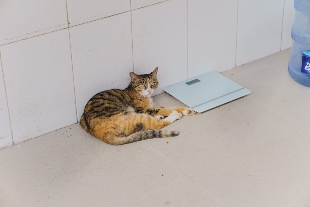 Weighing a kitten, a rough guide to age in the first months