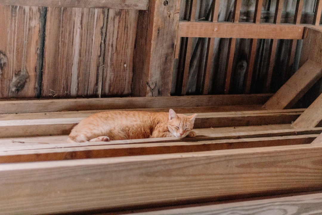 A settled working cat at a well-managed site