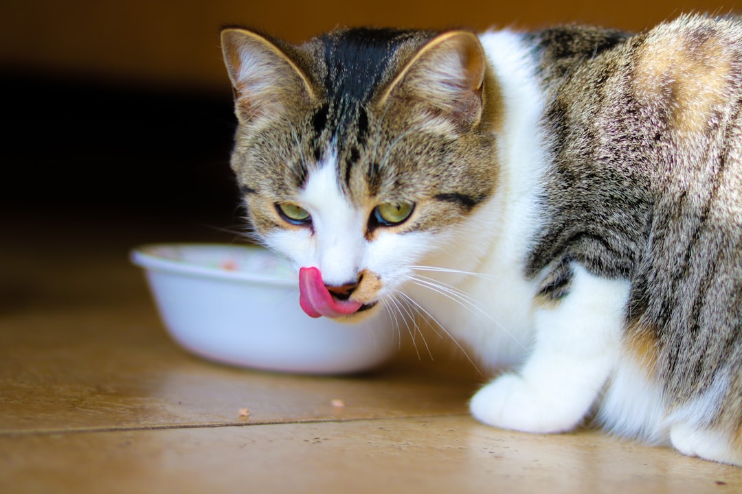 Wet cat food in a bowl, showing its high moisture content