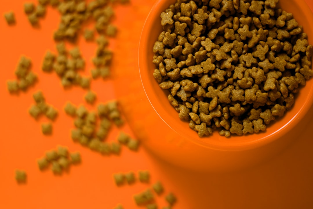 Wet food raises total water intake and supports urinary health