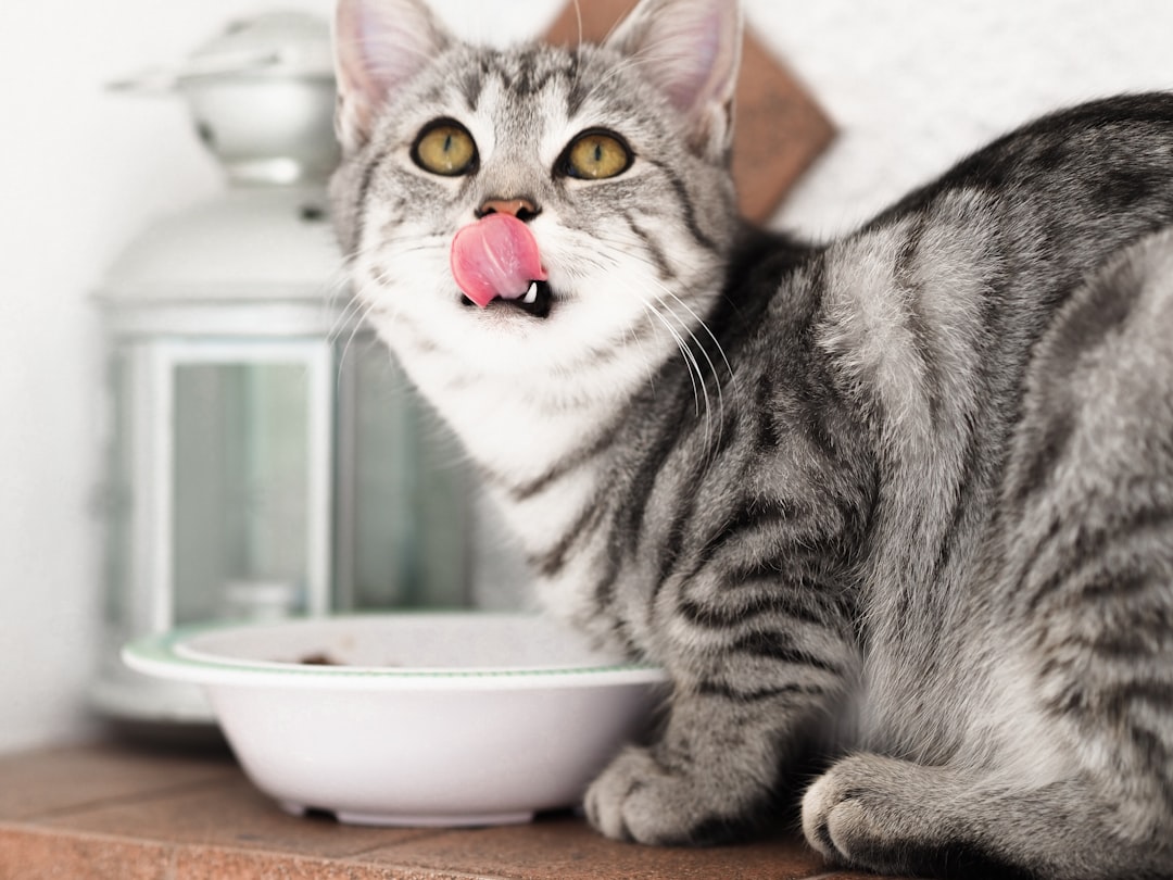 A cat eating from its bowl, illustrating the wet versus dry food choice