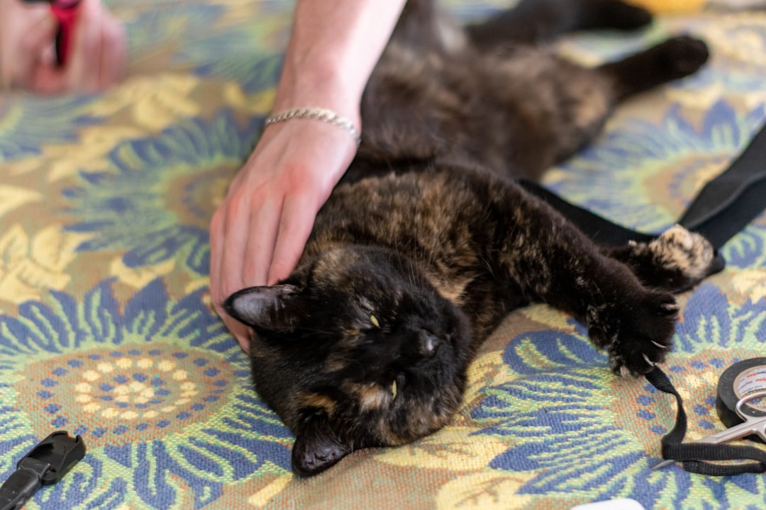 What Happens to a Cat After It Is Rescued?