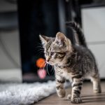 A cat biting a toy during play, the appropriate outlet for hunting behaviour