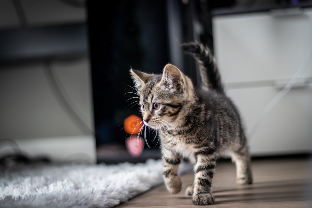 A cat biting a toy during play, the appropriate outlet for hunting behaviour