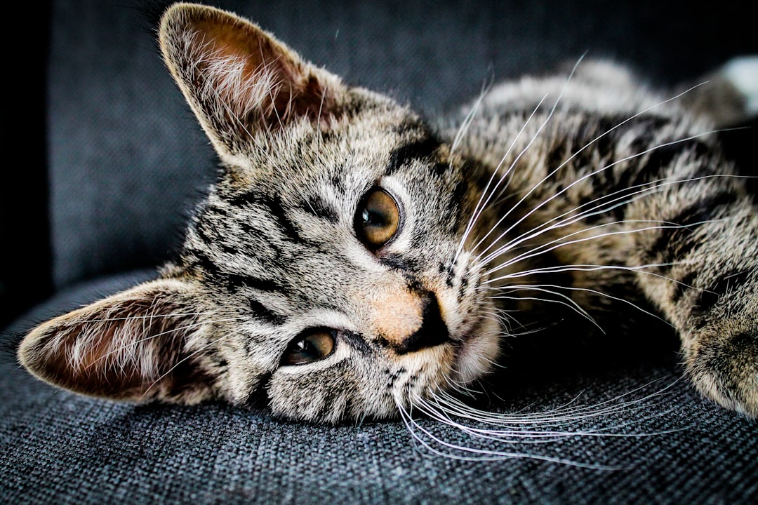 A cat resting quietly, appearing unwell