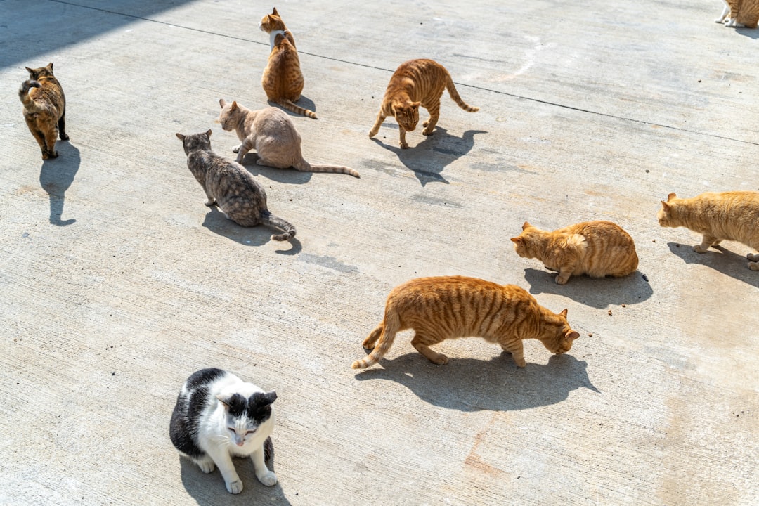 Why TNR Works: The Population Maths Behind Community Cats