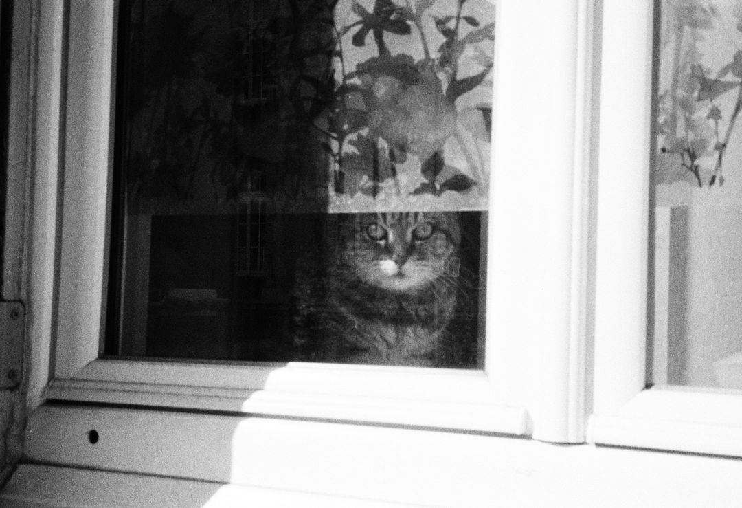 A window perch is genuine enrichment rather than a consolation
