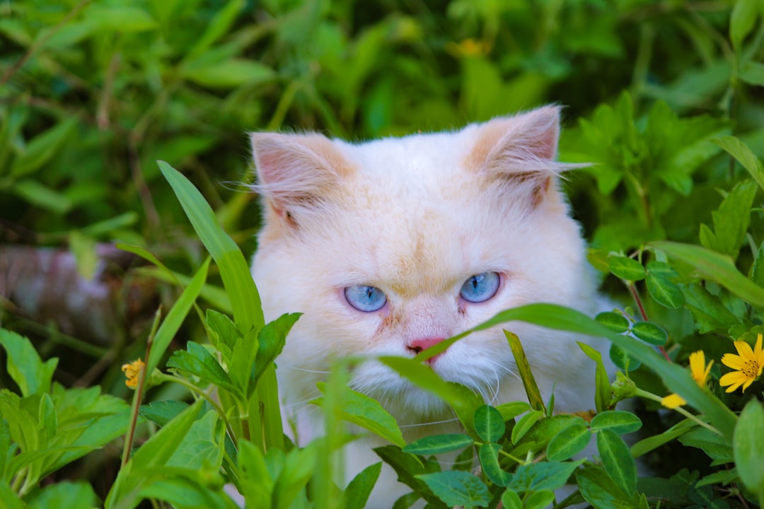 A young kitten with blue eyes, typical under seven weeks